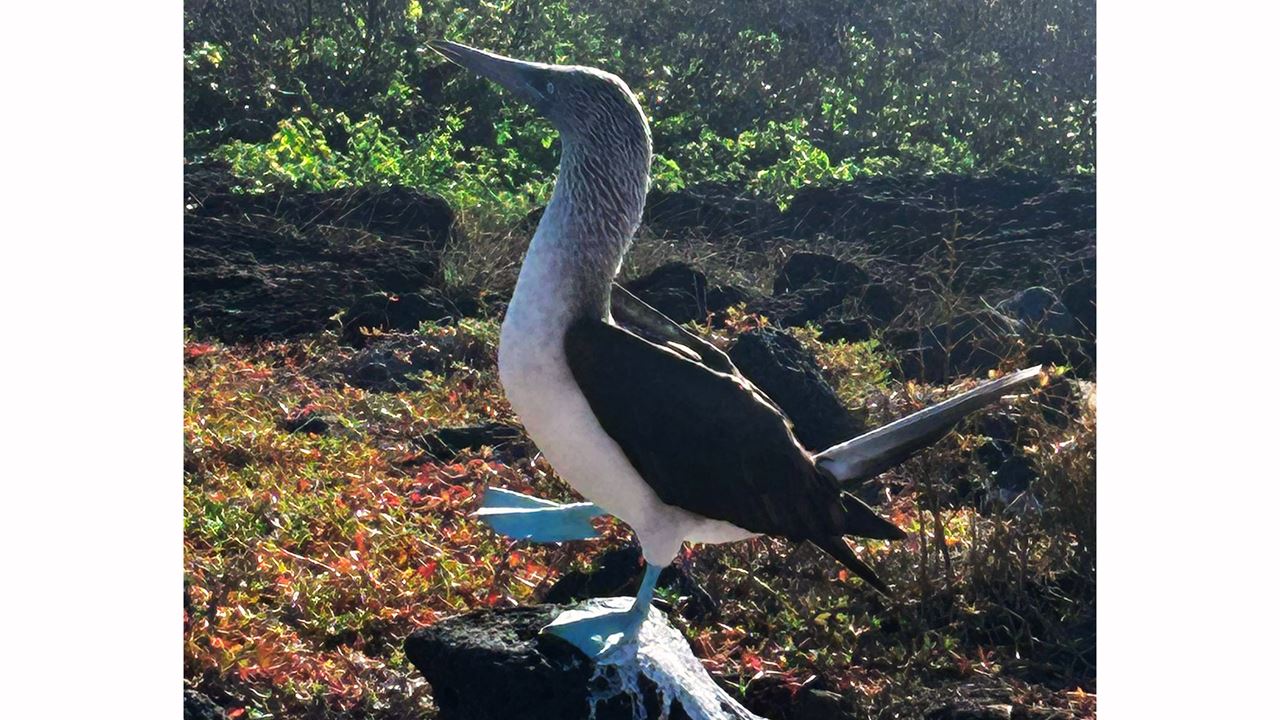 Tour de Bahía con Snorkel en Santa Cruz, Galápagos (8)