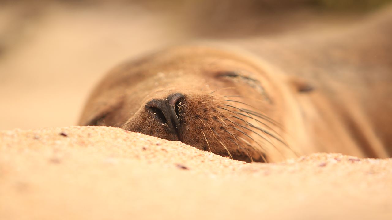 Tour de Bahía con Snorkel en Santa Cruz, Galápagos (10)