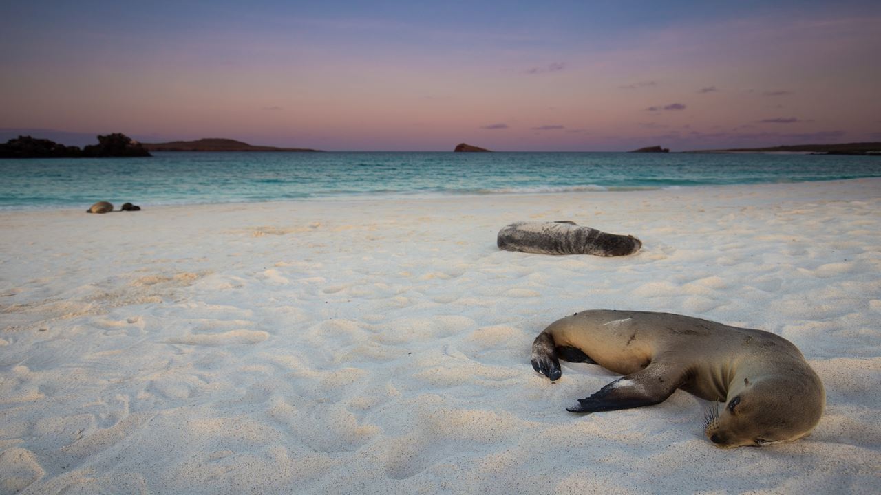 Tour de Bahía con Snorkel en Santa Cruz, Galápagos (11)