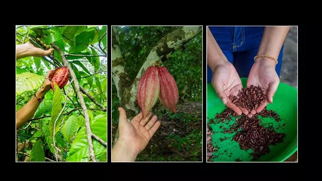 Cocoa Tour In The Sierra Nevada De Santa Marta