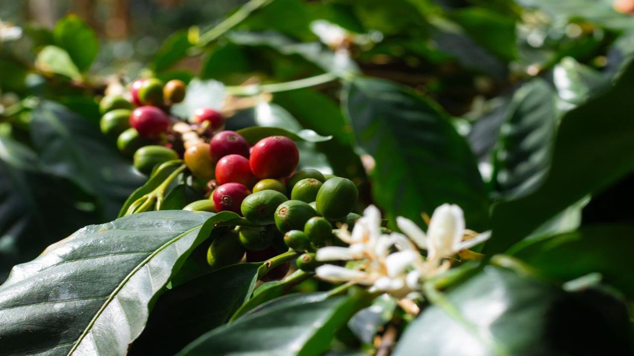 Coffee Tour at Historic Hacienda (13)