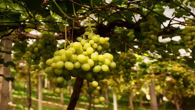 Visite Du Raisin Et Du Vin Avec Trajet En Train
