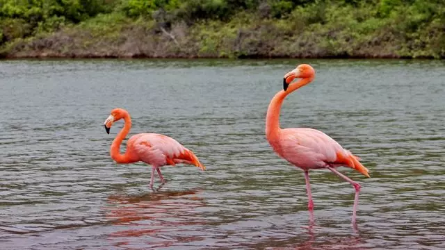 Tour Des Îles Galapagos - 6 Jours Premium