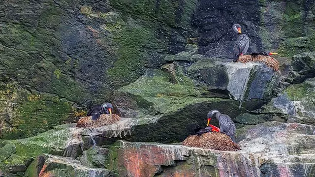 Damas Island Tour Penguin Watching