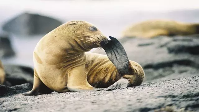 Visite De La Magie De L`Équateur Et Des Îles Galapagos