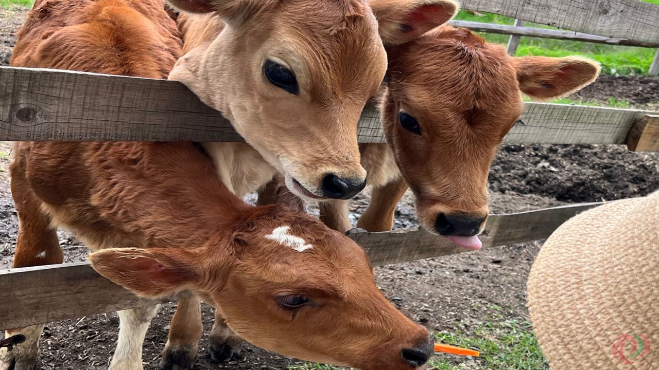 Tour of the North of Antioquia: San Pedro, Entrerríos and Santa Rosa (5)