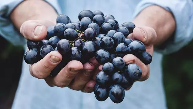 Tour Privado Com Vinicultores