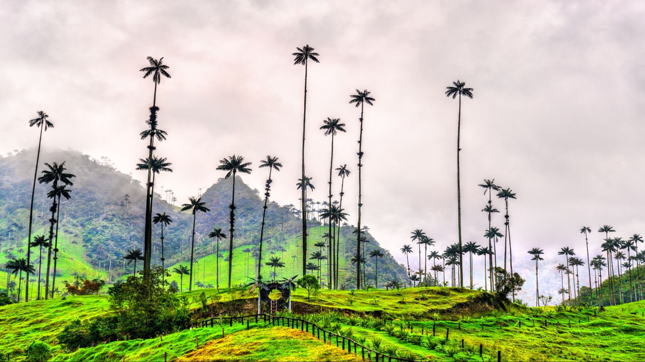 Cocora Valley Coffee: A Must-See Full Day In The Coffee Region