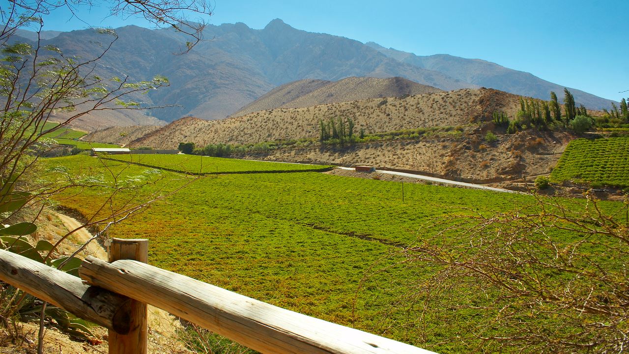 Valle del Elqui Místico: Cultura, Naturaleza y Sabores del Norte Chico (5)
