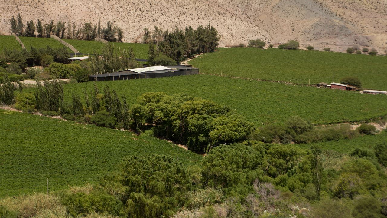 Valle del Elqui Místico: Cultura, Naturaleza y Sabores del Norte Chico (6)