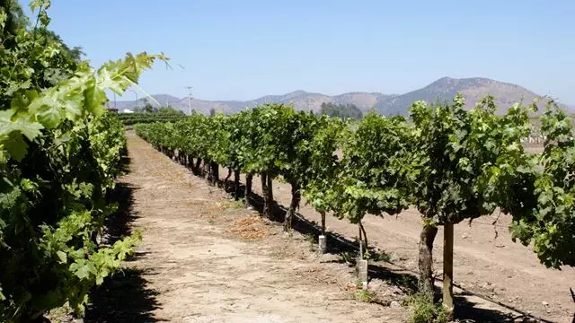Visit To Viña Concha Y Toro