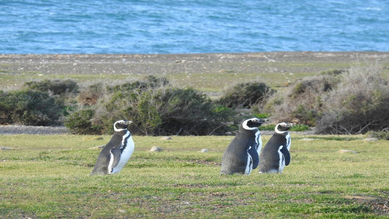 VINEYARDS AND PENGUINS (5)