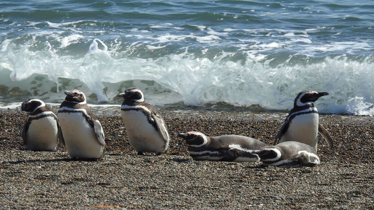 VINEYARDS AND PENGUINS (6)