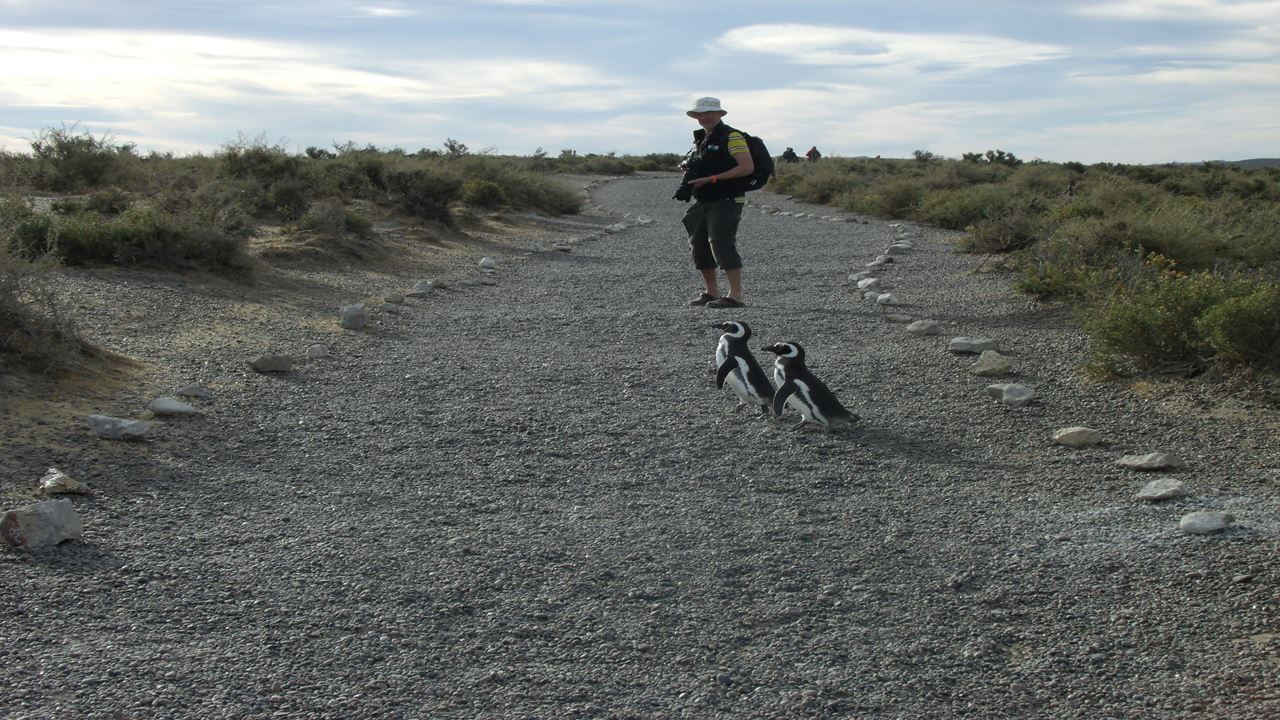 VINEYARDS AND PENGUINS (7)