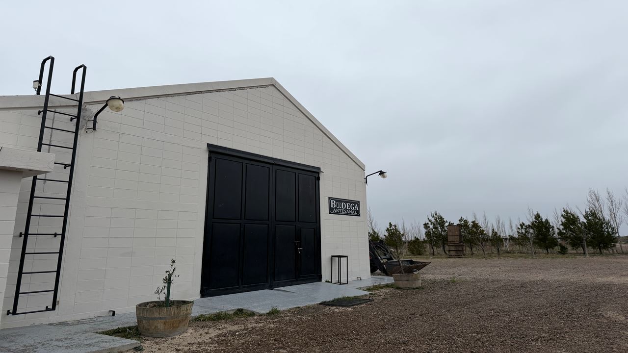 VINEYARDS AND PENGUINS (13)