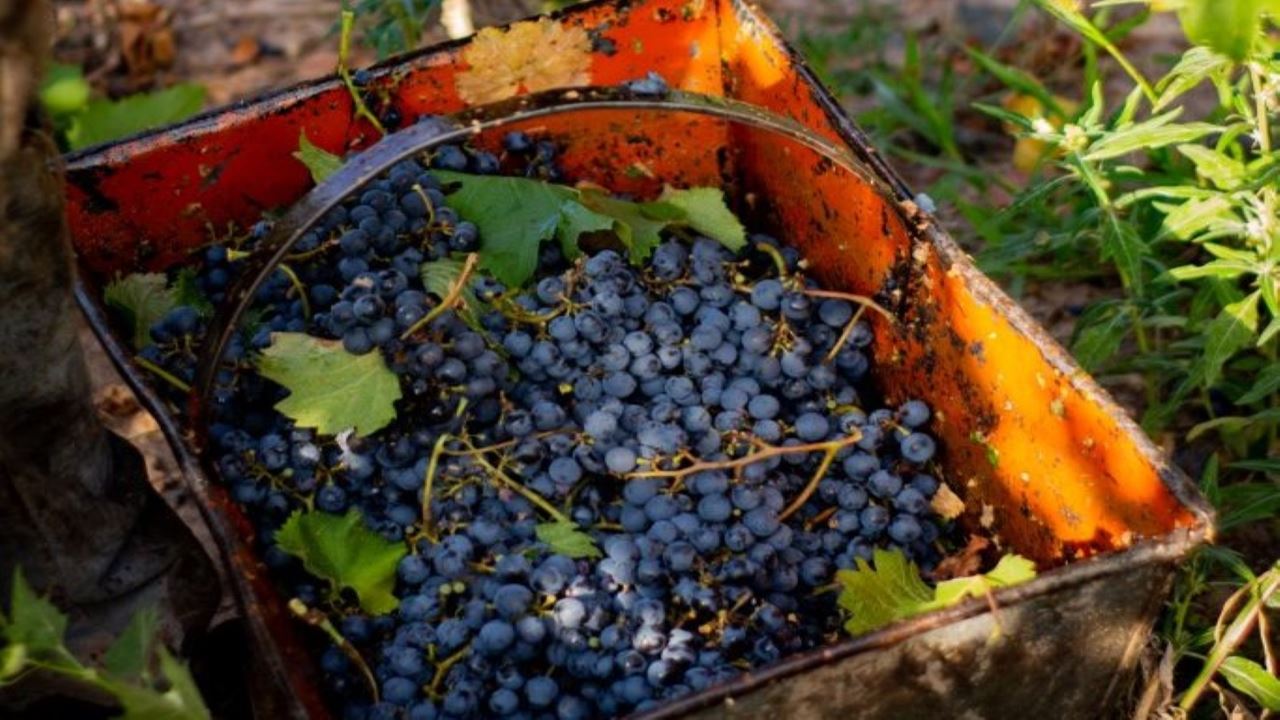 VISITA A BODEGAS CON DEGUSTACION Y ALMUERZO EN MAIPÚ (7)