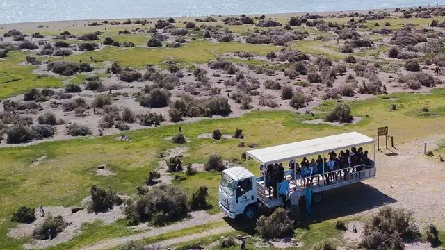 Pinguins Na Estancia San Lorenzo Na Península Valdés