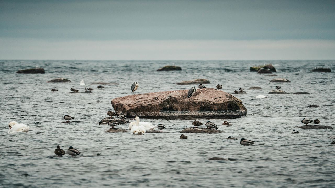 Visita guiada al Parque Ciénaga de Mallorquín (7)