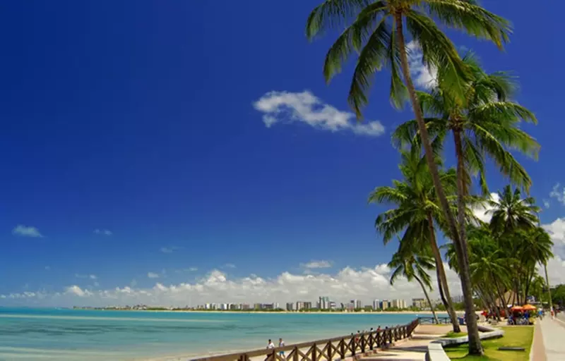 Tropicalis Palms