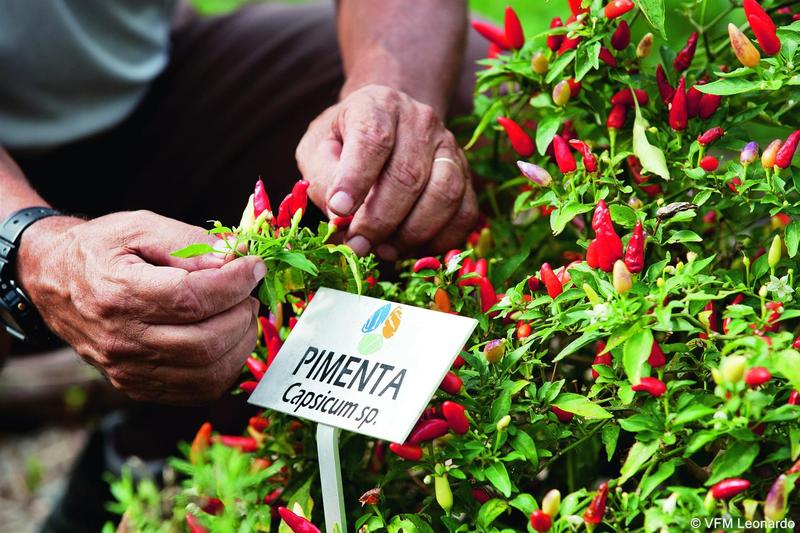 Ponta dos Ganchos (8)