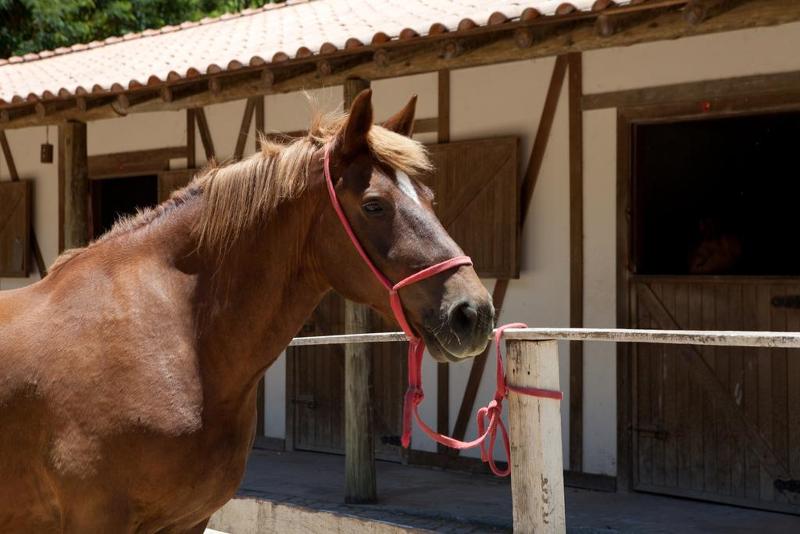 Fazenda Suica Le Canton (17)