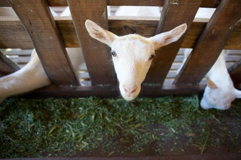 Fazenda Suica Le Canton (18)