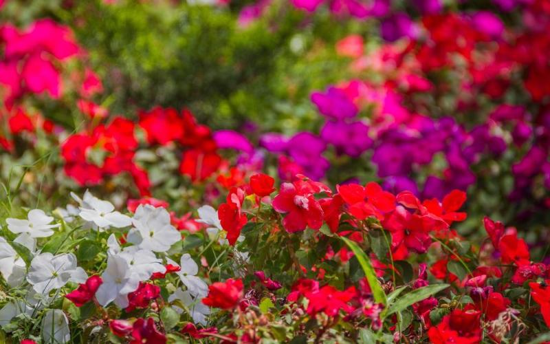 Howard Johnson Yerba Buena (16)