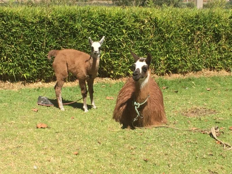 Posada Mirolindo (20)