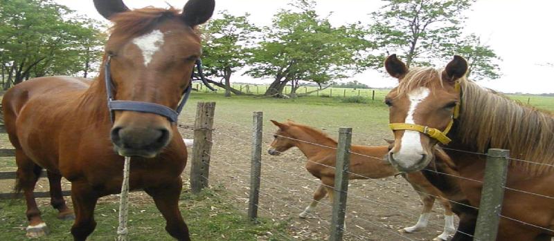 Estancia Santa Elena (11)