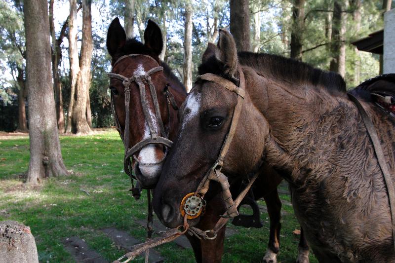 Estancia Argentina La Armonia (9)