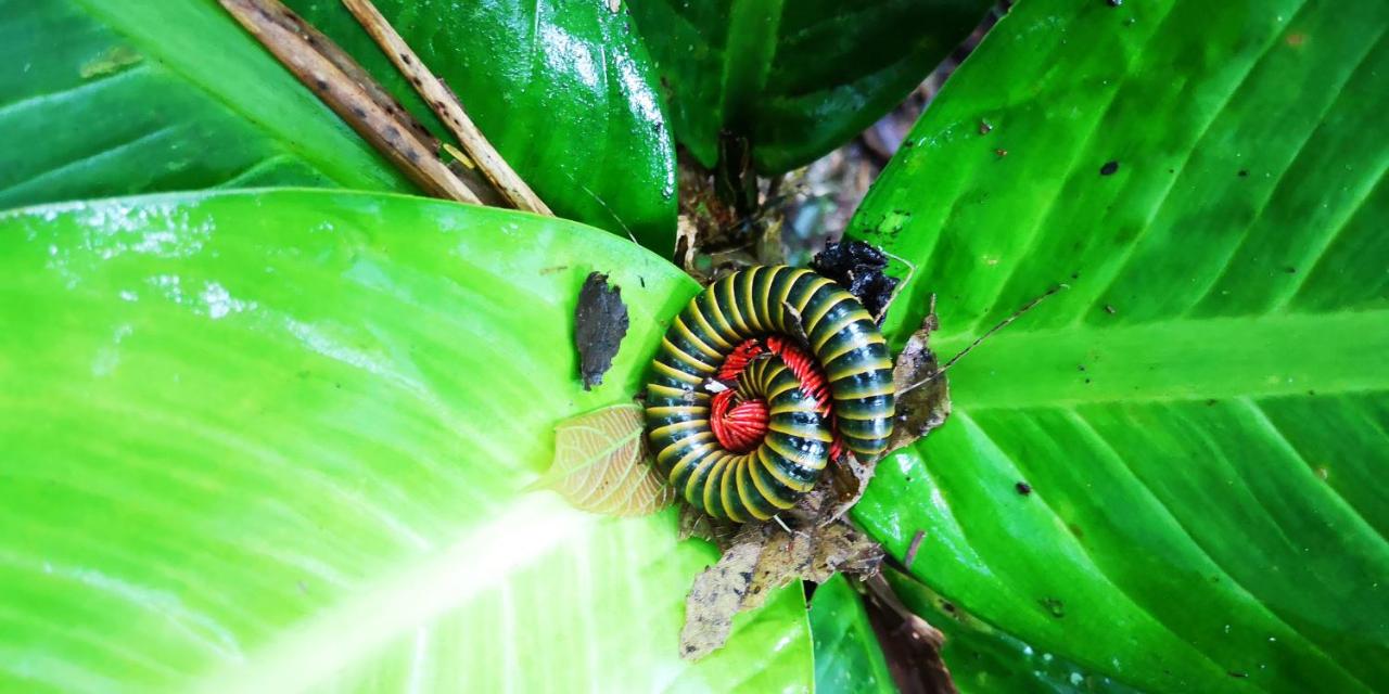 Selina Amazon Tena (23)