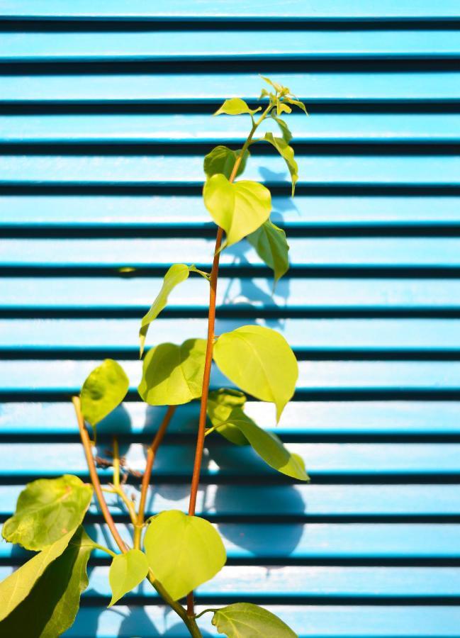 Hostal Casamart Rodadero (19)