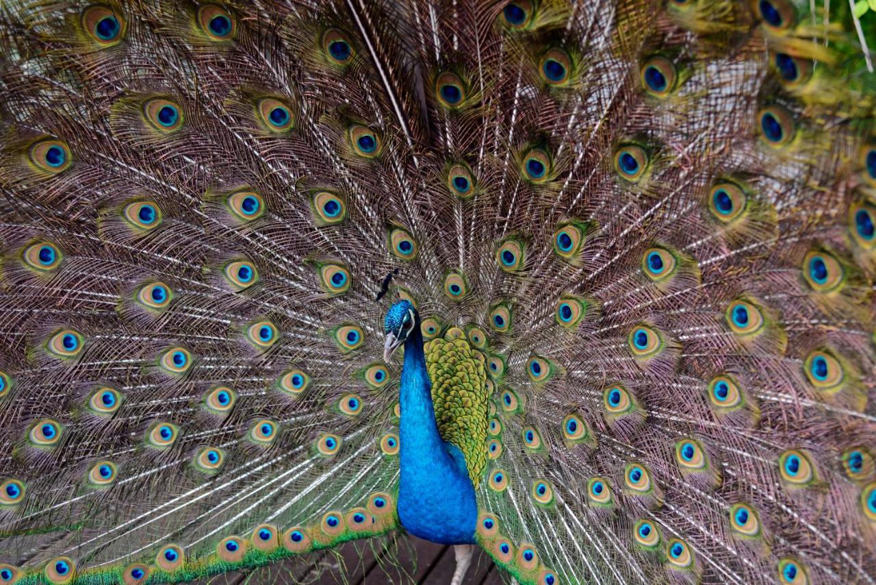 Carilo Village Apart Hotel & Spa (8)