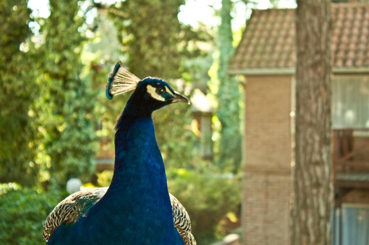 Carilo Village Apart Hotel & Spa (21)