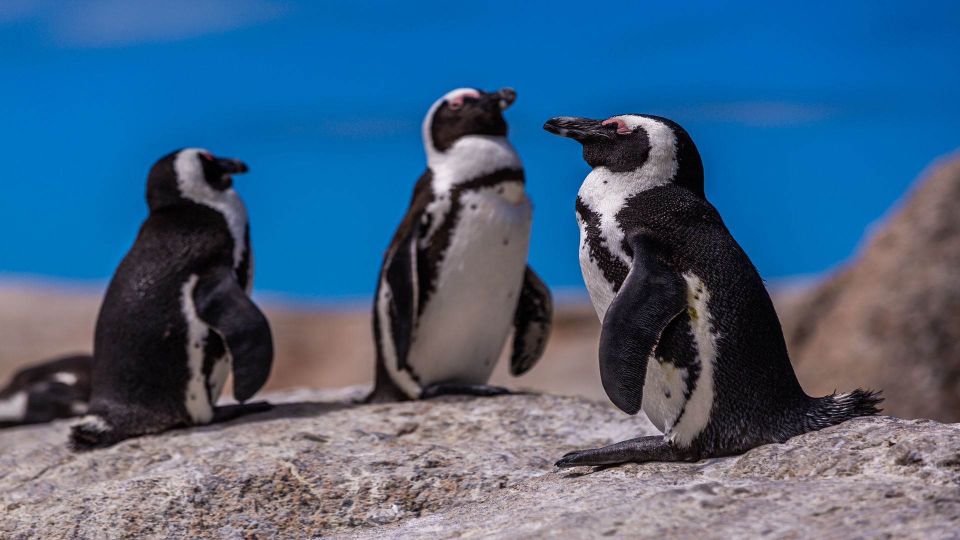 Wie man Pinguine in Ushuaia sieht