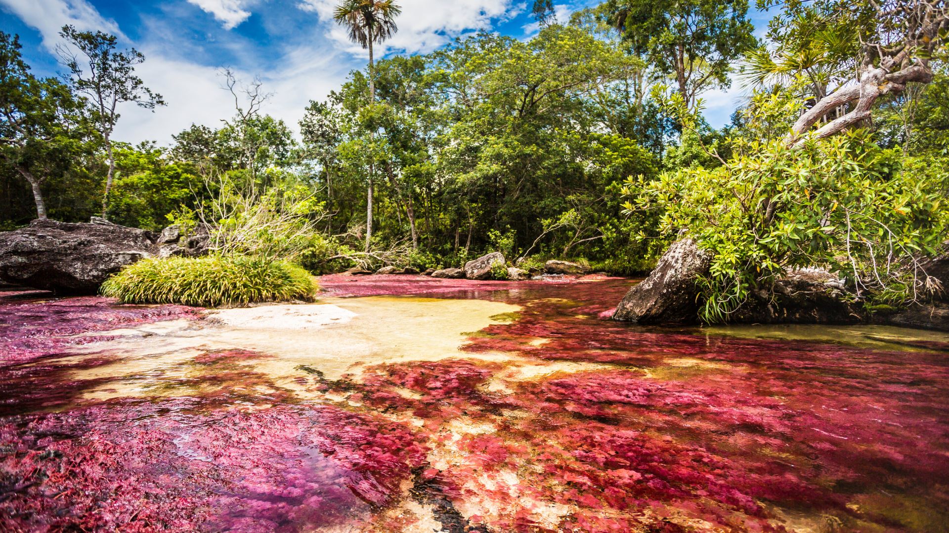Wo liegt Caño Cristales in Kolumbien und wie kann man es besuchen?