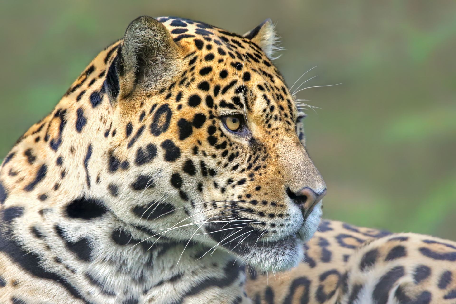 Where to spot wild animals in Argentina, the best places to see them