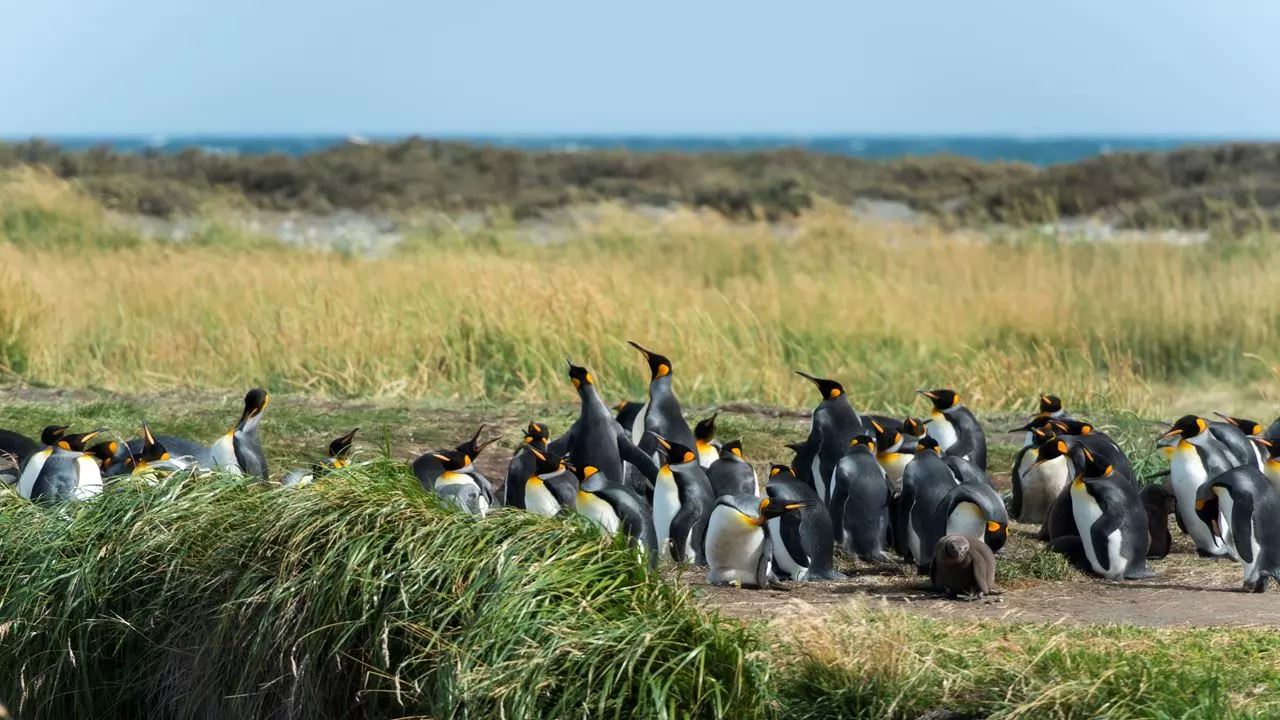 Where To See Penguins In Punta Arenas?