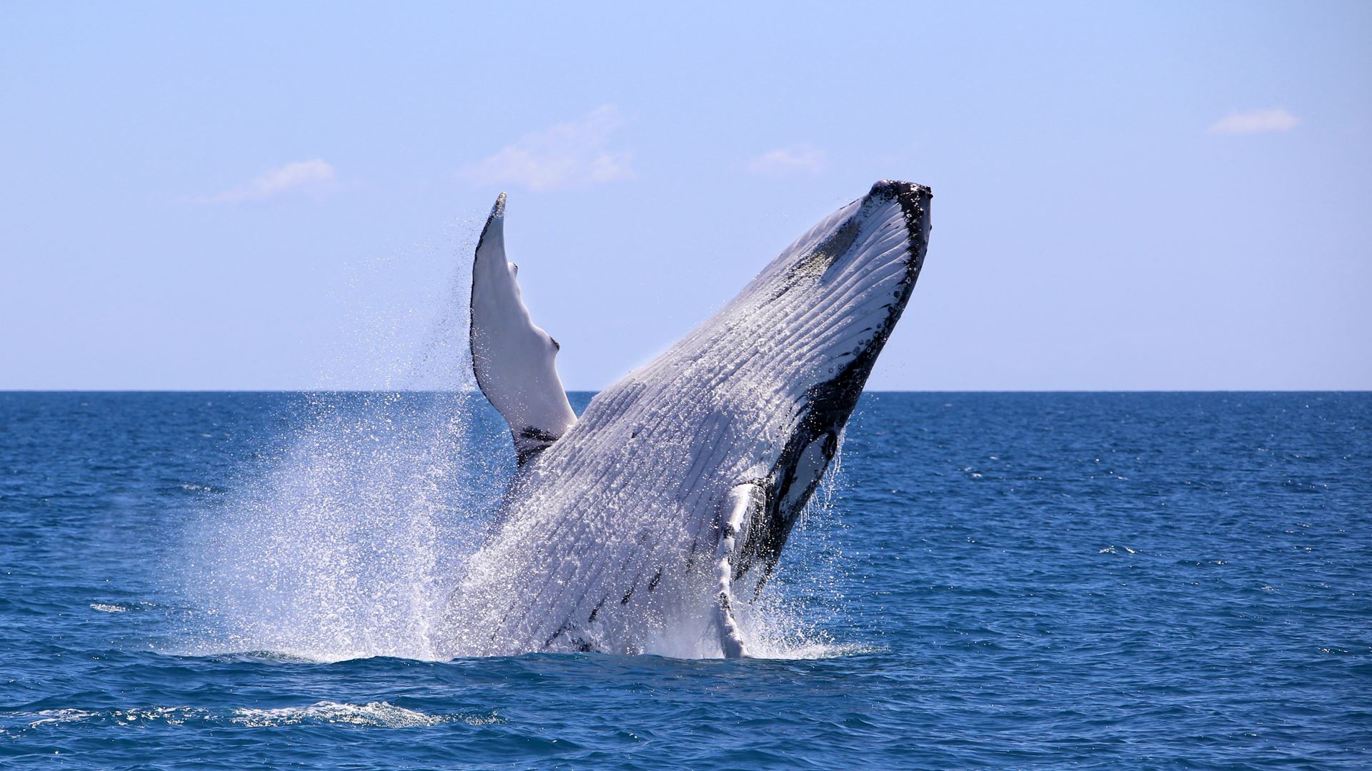 Planes para Ver Ballenas en Colombia: Temporada y Lugares Recomendados