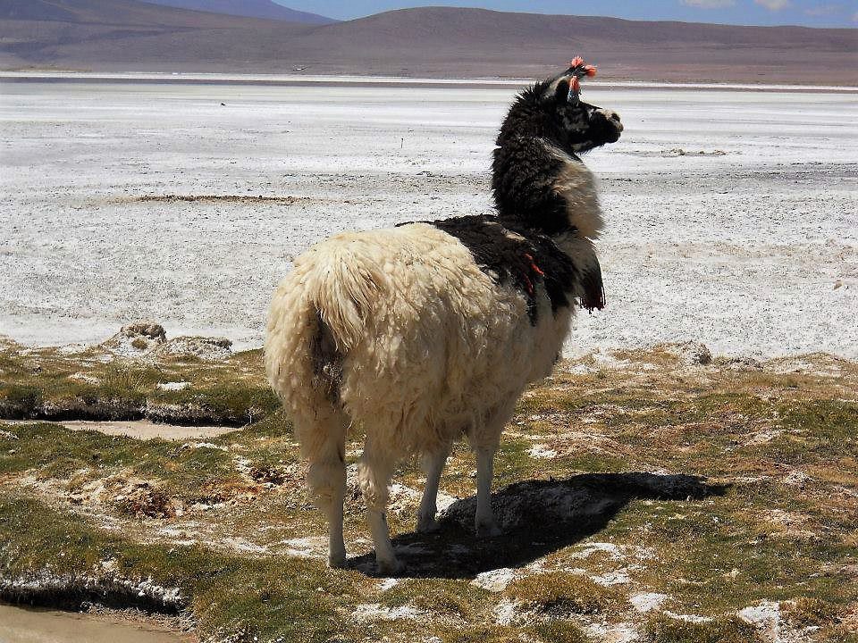 Salar Del Huasco National Park: Nature And Fauna Of The Altiplano foto 6