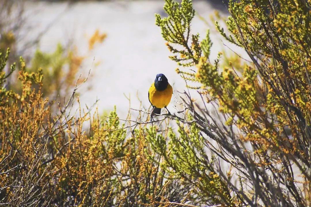 Salar Del Huasco National Park: Nature And Fauna Of The Altiplano foto 3