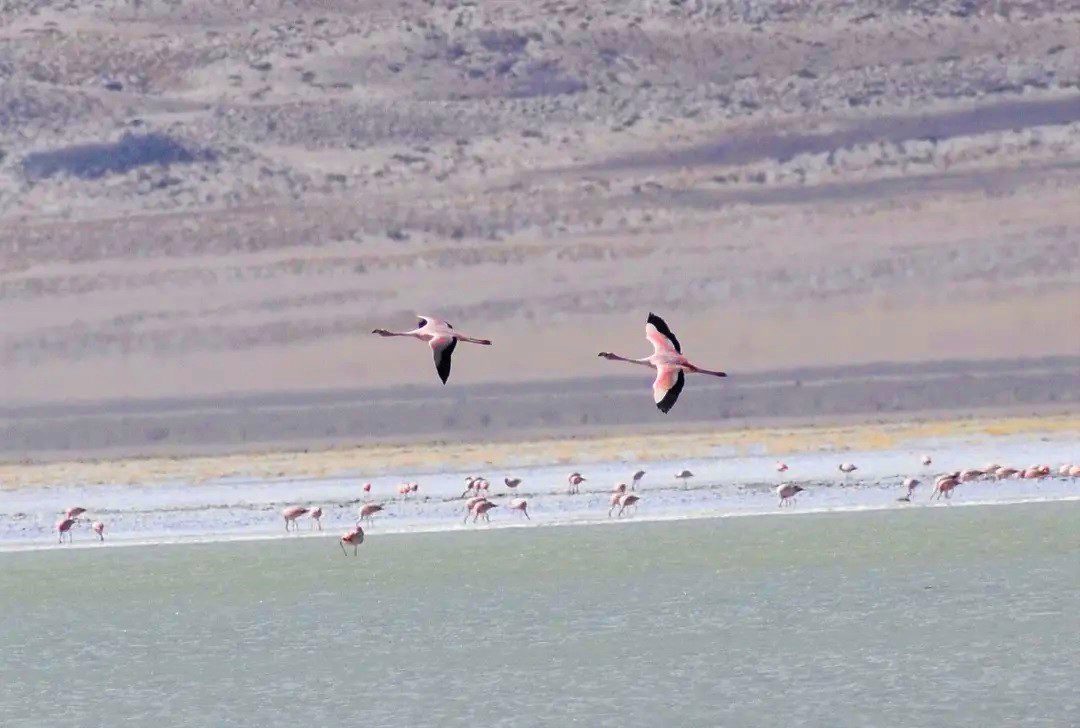 Parc National Du Salar Del Huasco : Nature Et Faune De L`altiplano