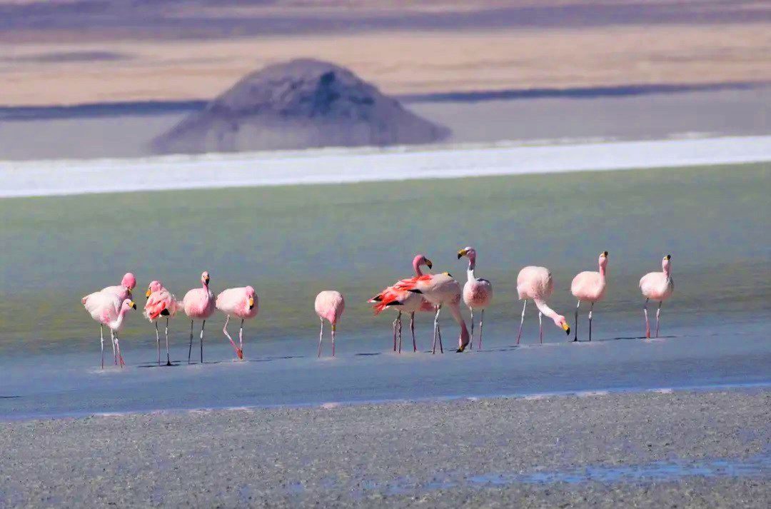 Salar Del Huasco National Park: Nature And Fauna Of The Altiplano foto 4