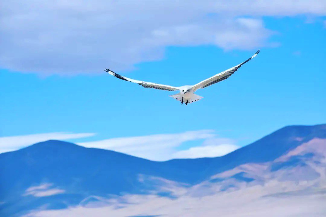 Salar Del Huasco National Park: Nature And Fauna Of The Altiplano foto 2