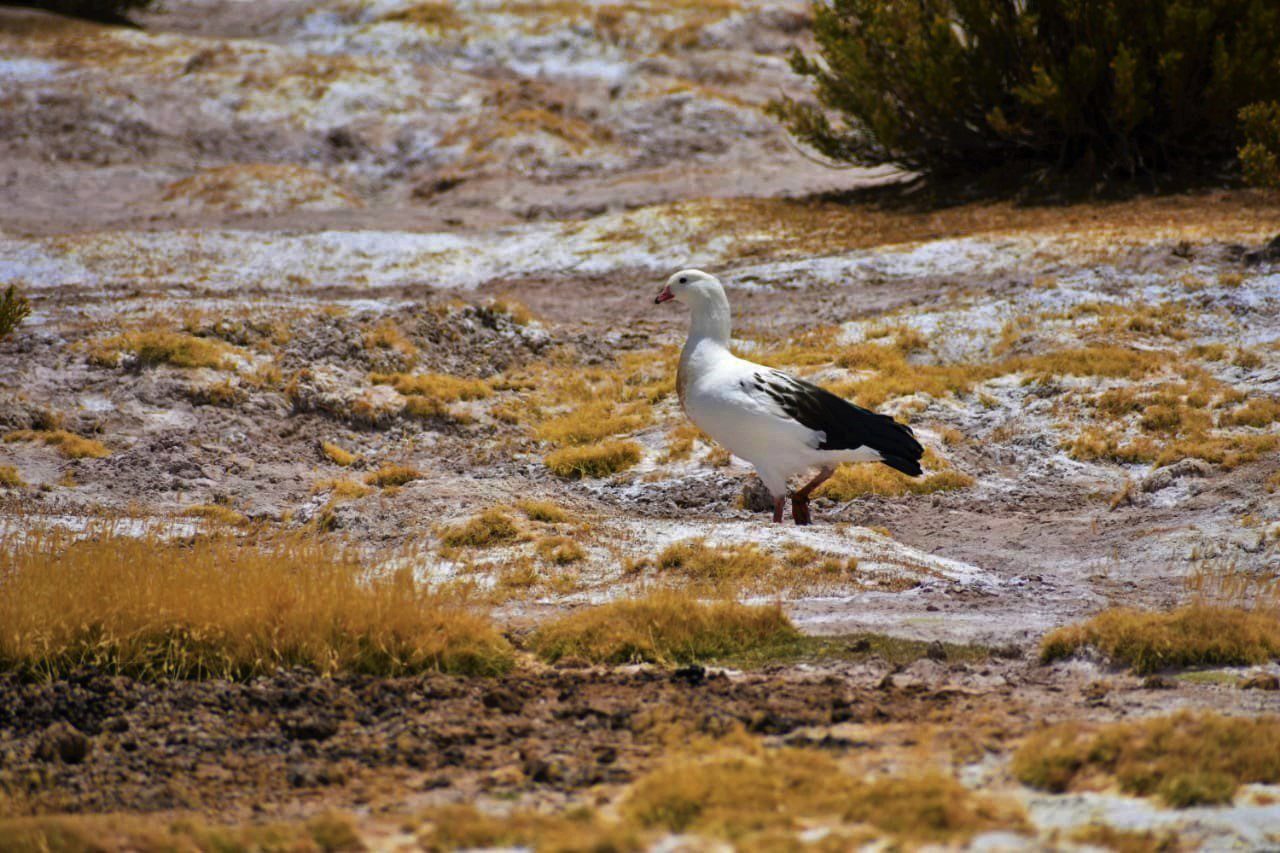 Salar Del Huasco National Park: Nature And Fauna Of The Altiplano foto 7